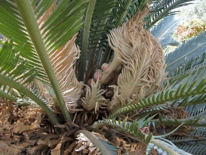 Cycas revoluta