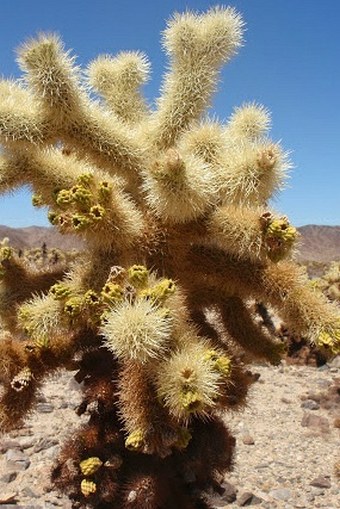 Cylindropuntia bigelovii