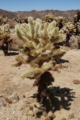 Cylindropuntia bigelovii