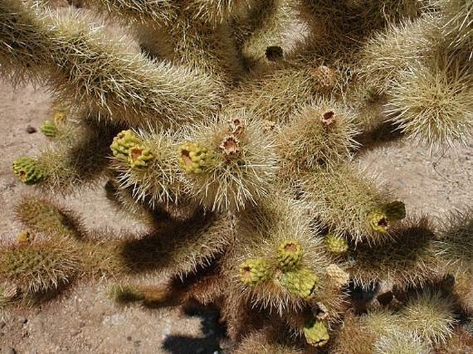 Cylindropuntia bigelovii