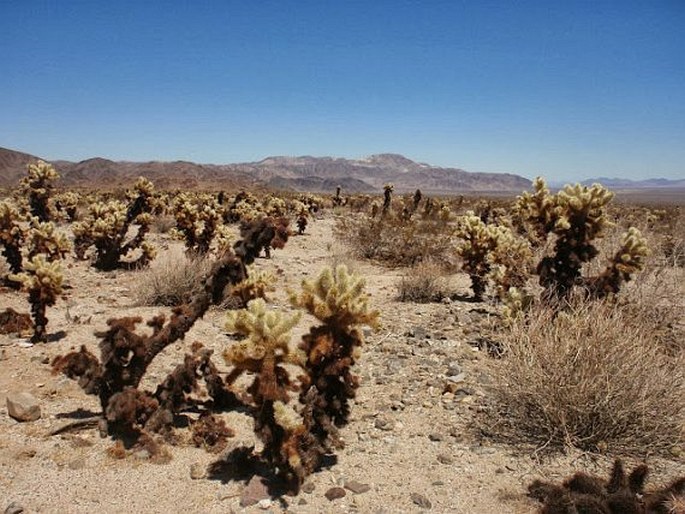 Cylindropuntia bigelovii