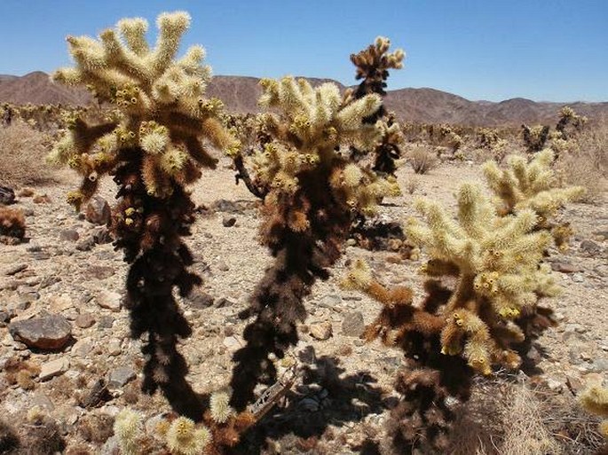 Cylindropuntia bigelovii