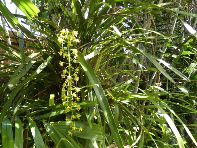 Cymbidium madidum