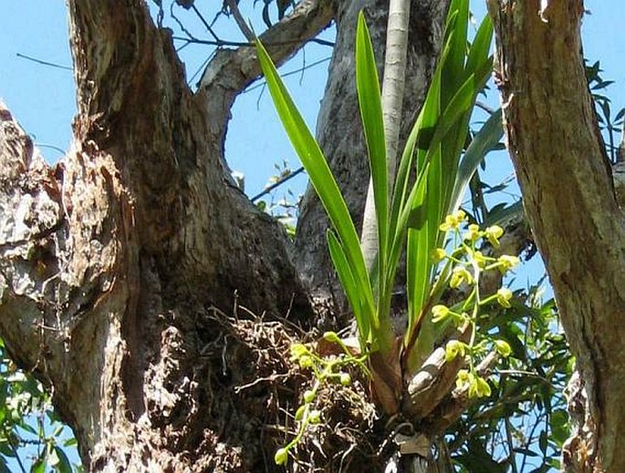 Cymbidium madidum