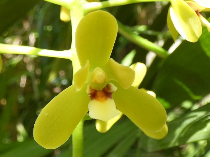 Cymbidium madidum