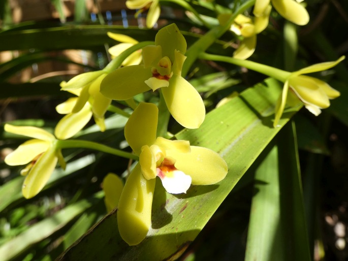 Cymbidium madidum