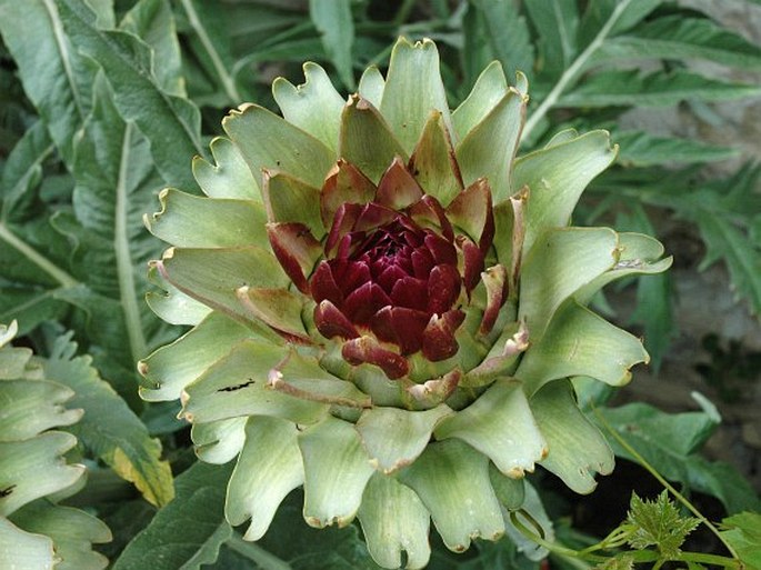 Cynara scolymus