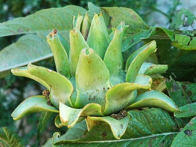 Cynara scolymus