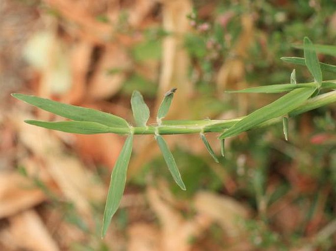 Cynodon dactylon