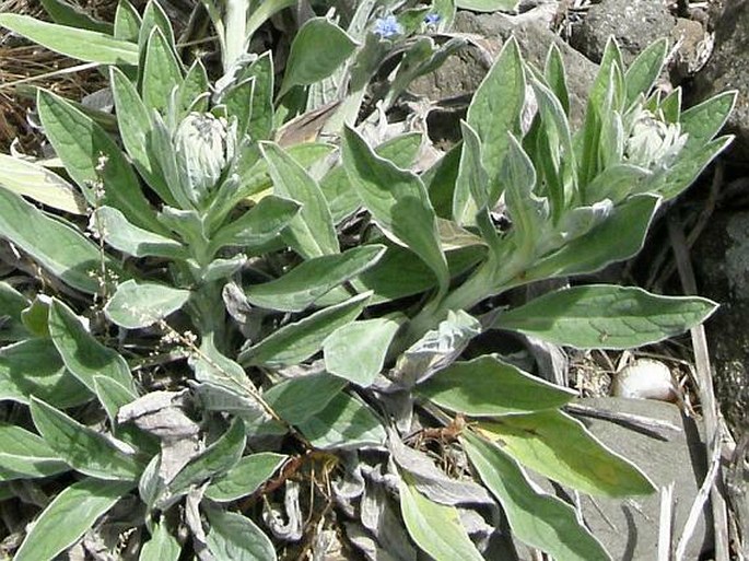 Cynoglossum amabile