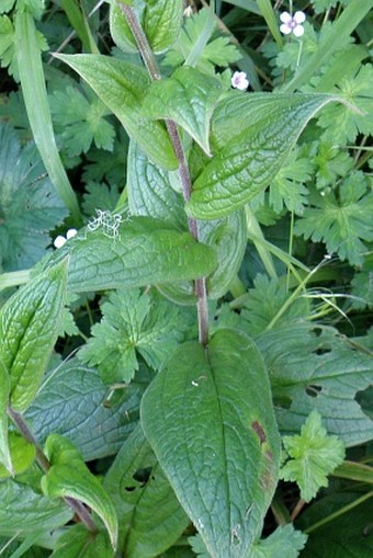 Cynoglossum amplifolium