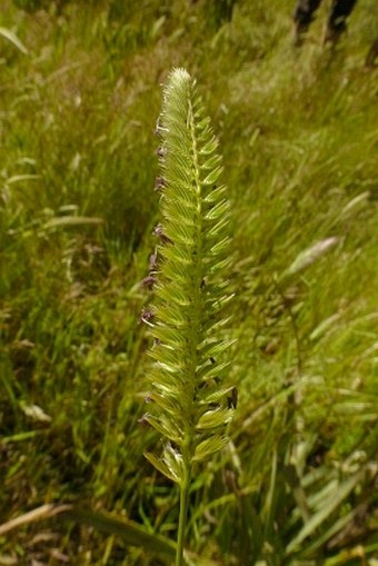 Cynosurus polybracteatus