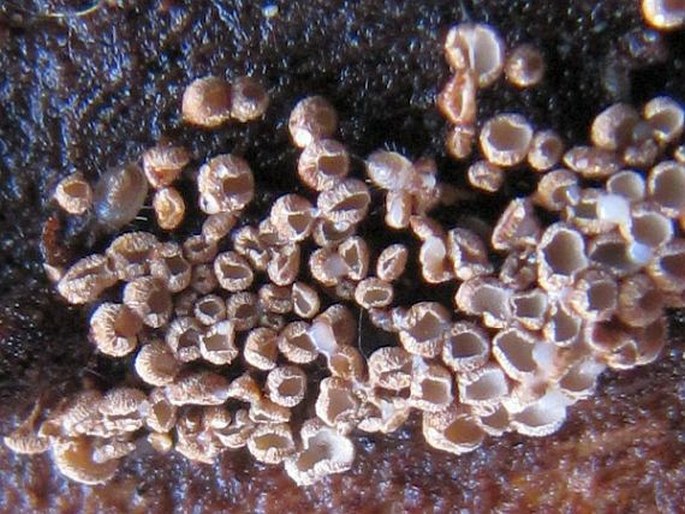 Cyphellopsis anomala