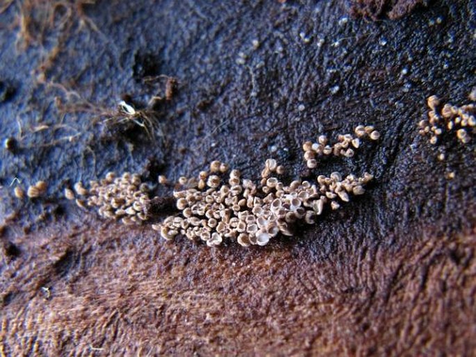 Cyphellopsis anomala