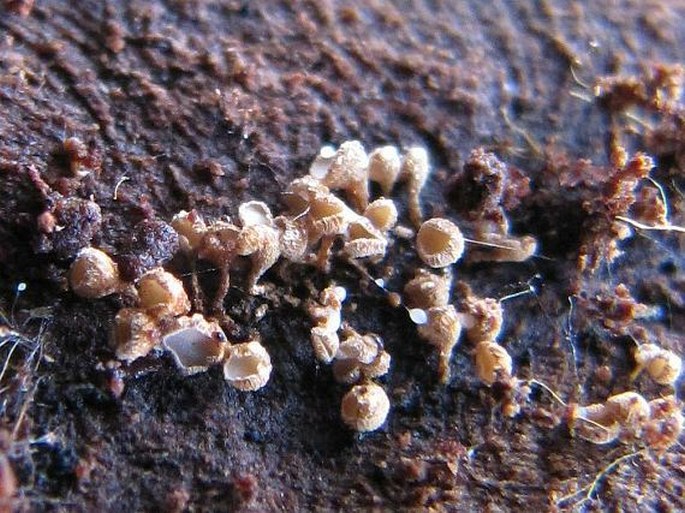 Cyphellopsis anomala