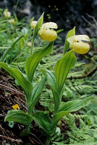 Cypripedium flavum