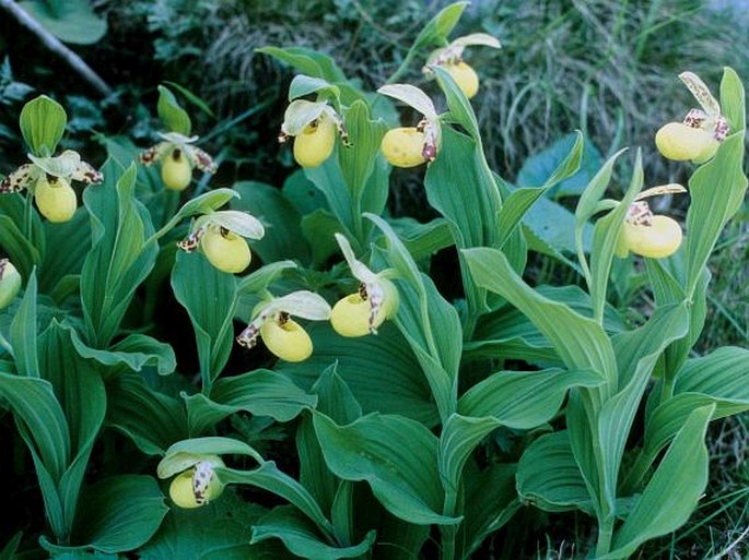 Cypripedium flavum