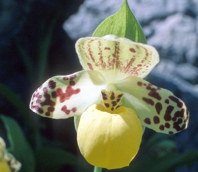 Cypripedium flavum