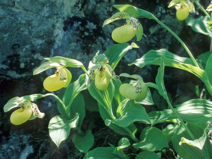 Cypripedium flavum