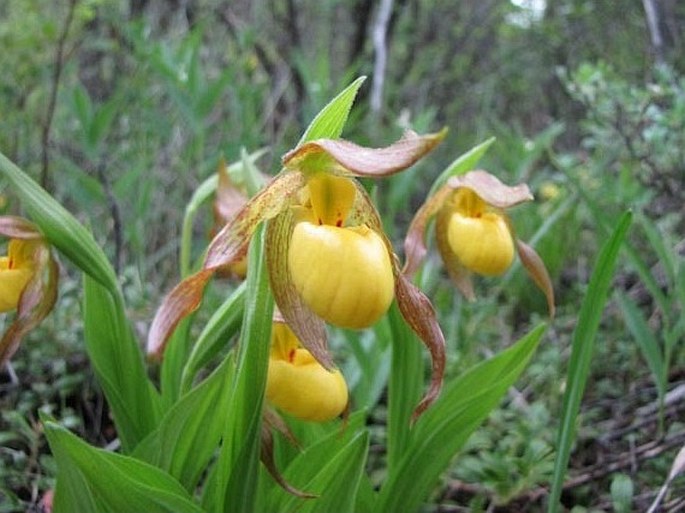 Cypripedium parviflorum