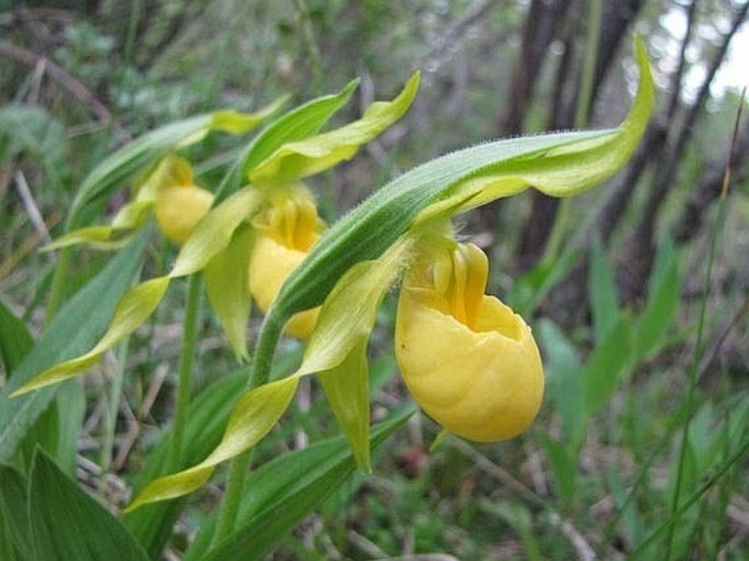 Cypripedium parviflorum