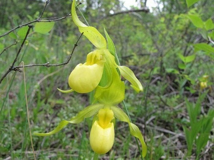 Cypripedium parviflorum