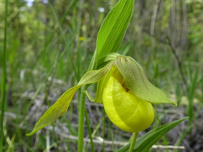 Cypripedium parviflorum