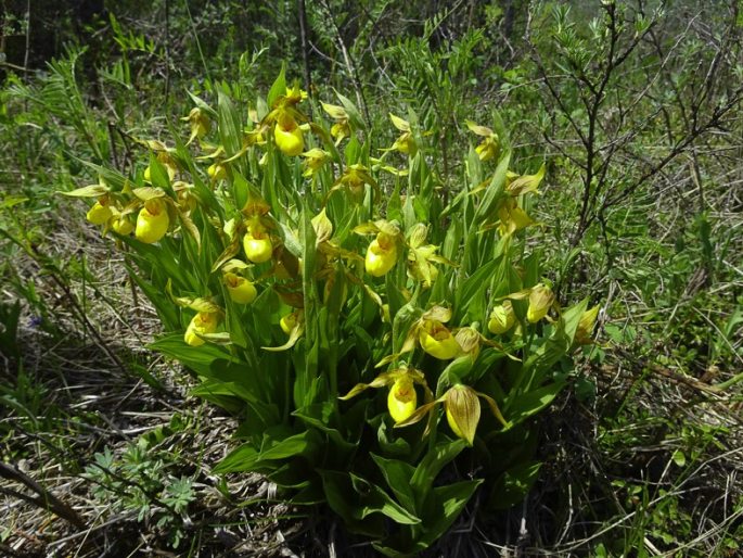 Cypripedium parviflorum