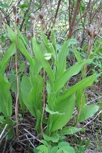 Cypripedium passerinum