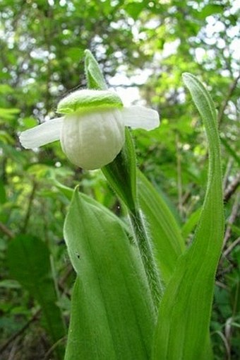 Cypripedium passerinum