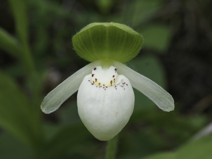 Cypripedium passerinum