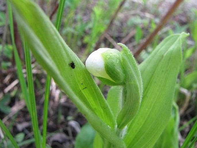 Cypripedium passerinum