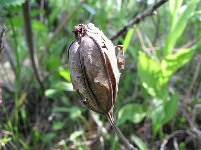 Cypripedium passerinum