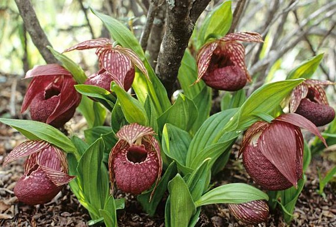 Cypripedium tibeticum