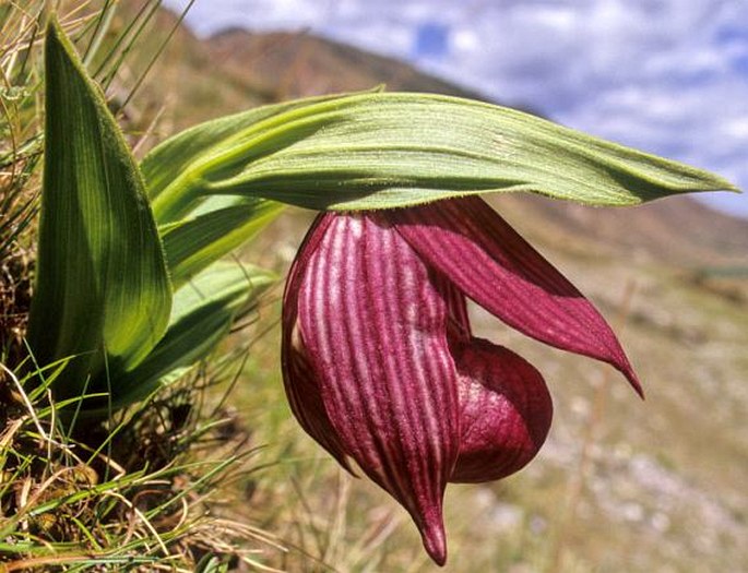 Cypripedium tibeticum