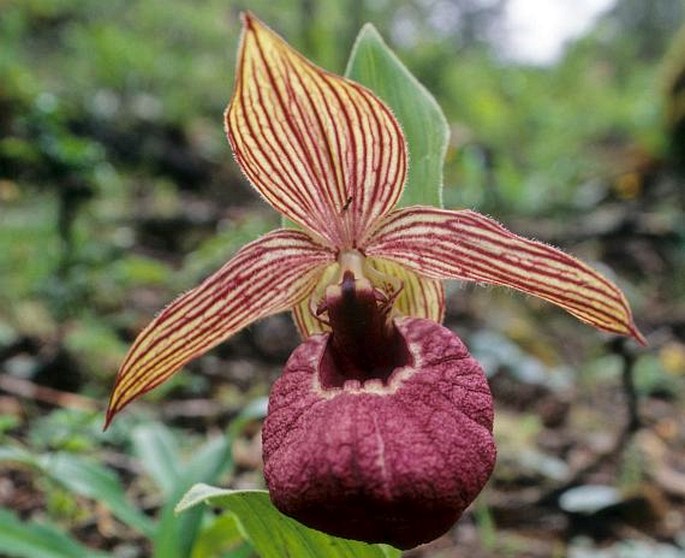 Cypripedium tibeticum