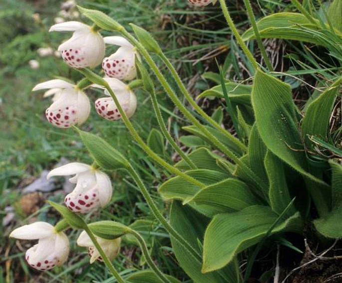 Cypripedium wardii