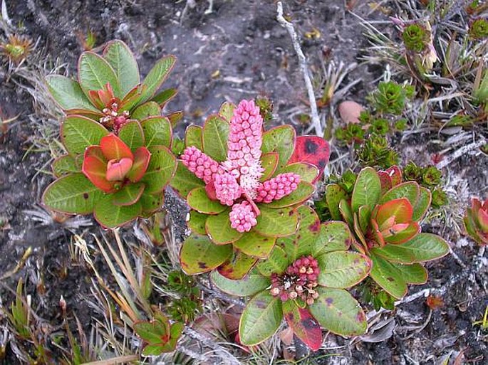 CYRILLA RACEMIFLORA L.