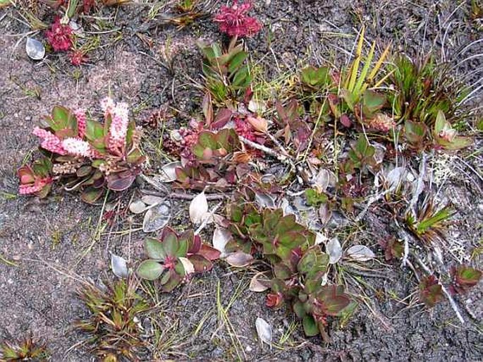 Cyrilla racemiflora