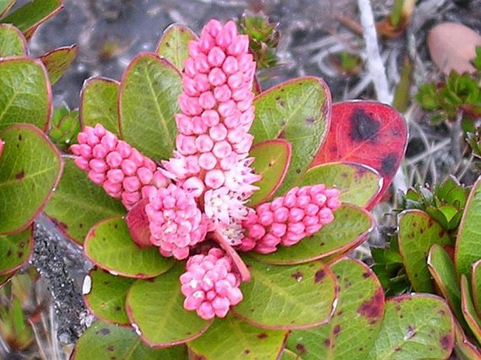 Cyrilla racemiflora