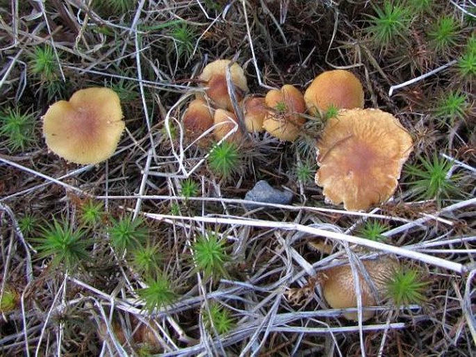 Cystoderma amianthinum