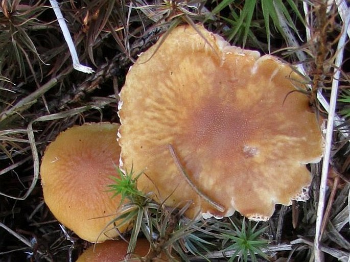 Cystoderma amianthinum