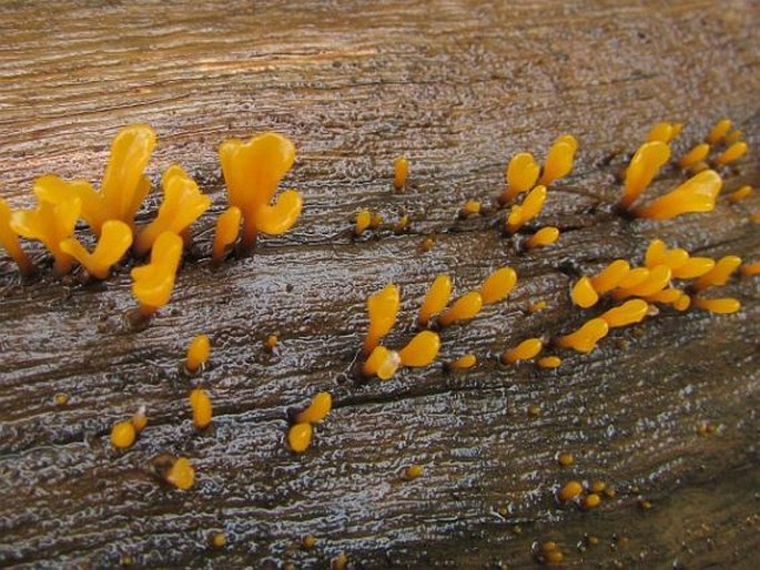 Dacrymyces chrysospermus