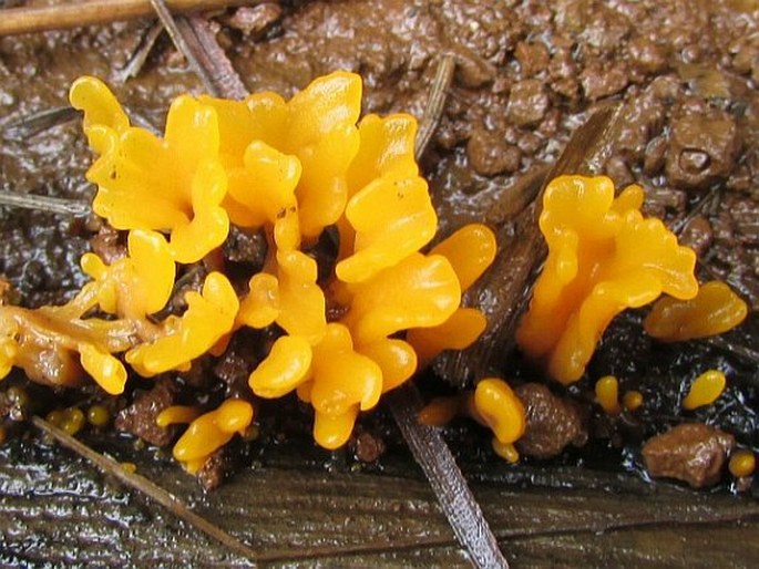 Dacrymyces chrysospermus