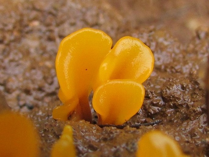 Dacrymyces chrysospermus