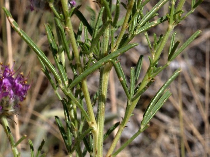 Dalea purpurea