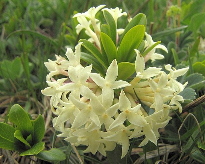 DAPHNE GLOMERATA Lam. - lýkovec nahloučený / lykovec