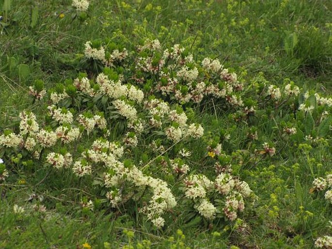 Daphne glomerata