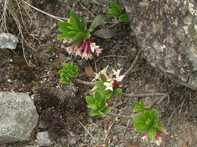 Daphne glomerata