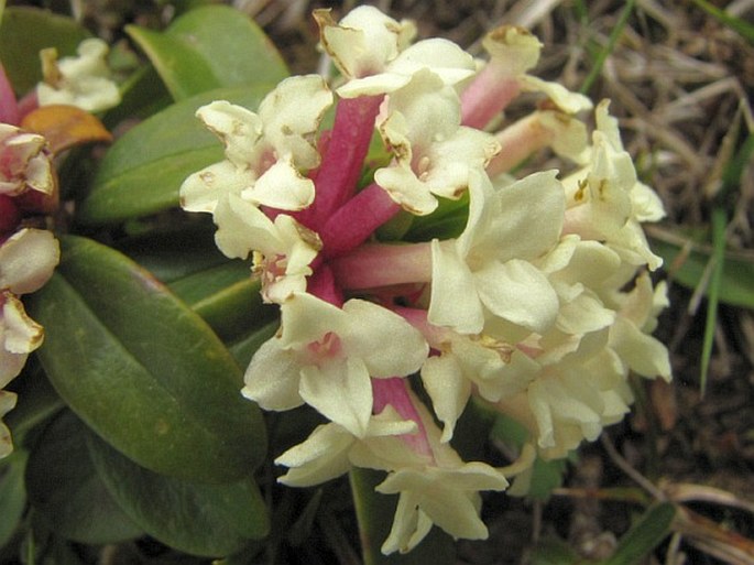 Daphne glomerata